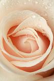 close-up beautiful rose 