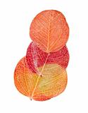 red autumn leaf isolated