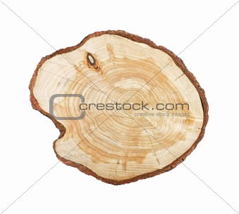 Tree stump isolated