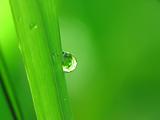 Rain drops on a blade of grass