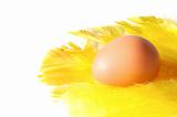 An egg lying on yellow feathers