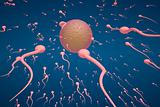 Lots of sperm cells going toward an egg