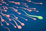 Male sperm cells competing with green one standing out