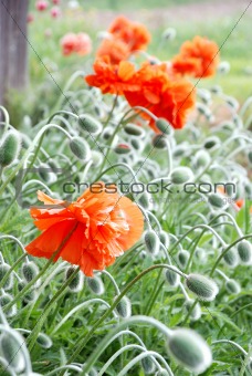 red poppy with many buttons