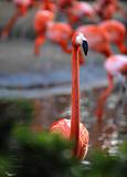 American Flamingo (Phoenicopterus ruber)