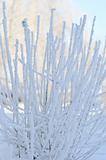 Frozen winter branches