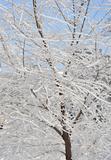 Snow covered tree branches in winter park, closeup