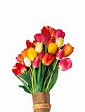 multicolor tulips bouquet isolated on white background