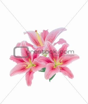 Three pink lilies on white background