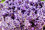 Bunch of lavender flower 