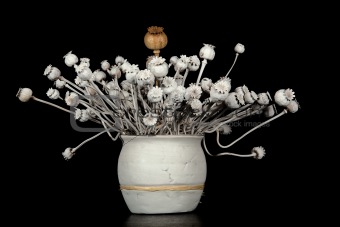 Poppy decorative in a white vase on a black background