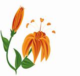 Vector illustration orange lily
