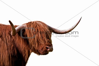 Cattle isolated