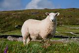 A sheep in Ireland