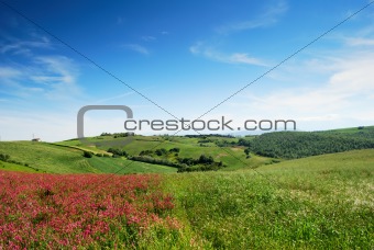 Early summer landscape