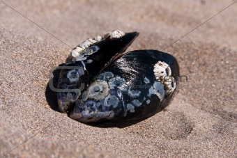 mussel in the sand