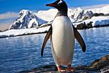 penguin in Antarctica