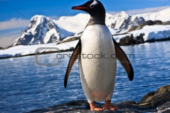 penguin in Antarctica