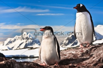two penguins resting 