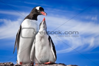 two penguins resting