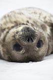 Seal rests
