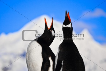 Penguins singing