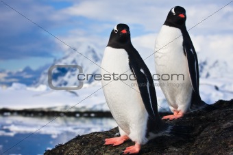 penguins dreaming  on a rock