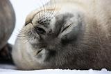 Baby seal close to mom