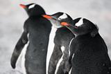 Three identical penguins 