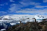 penguins on the stone coast 
