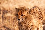 Cheetah Cub In The Wild