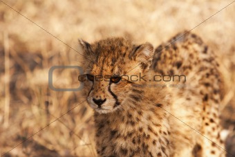 Cheetah Cub In The Wild