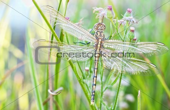 young dragonfly