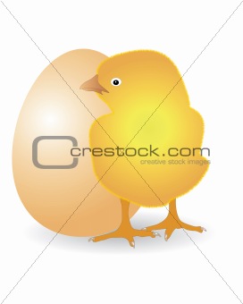 Yellow chicken with egg