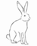 Tracing of a hare