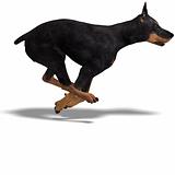 Black Doberman Dog