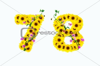 sunflower numbers 7 8 isolated on white background