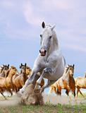 white horse and herd