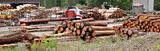 log timber trunks wooden industry stock