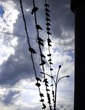 Birds on a cable