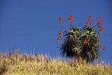 Aloe plant on grassy hill top on a sunny day in south africa