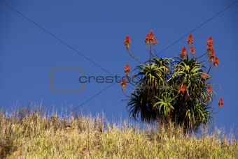 Aloe plant on grassy hill top on a sunny day in south africa