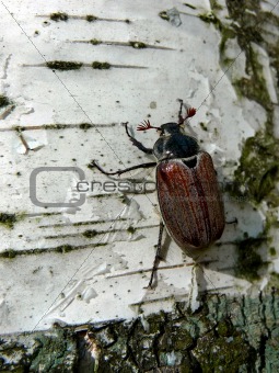 Maybug on birch