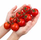 Tomatoes cherry on a green branch in female hands