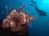 Lionfish and diver silhouette                                           