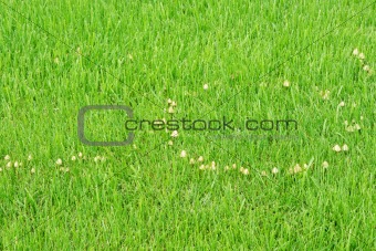 Texture green young grass