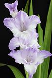 violet gladiolus 