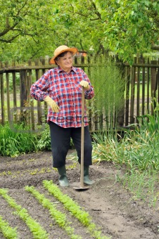 Senior woman gardening - hoeing vegetable bed