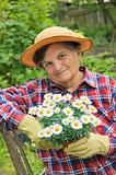 Senior woman gardening - holding Daisy