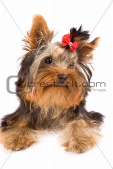 Yorkshire Terrier - Dog 